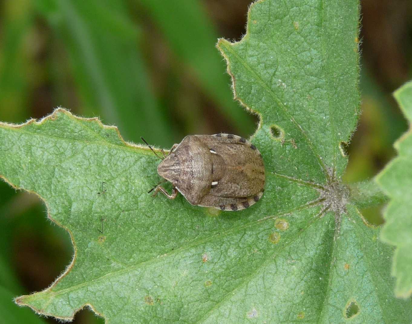 Scutelleridae: Eurygaster cfr. maura